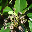 Trochodendron aralioides fruit